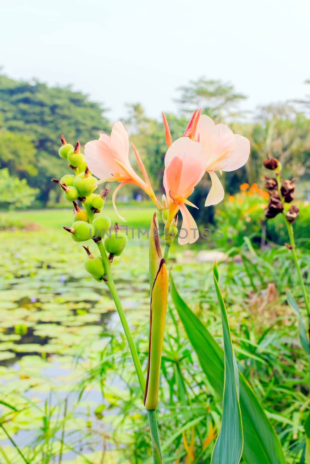 Closeup of a beautiful pink canna lily at outdoor tropical park.