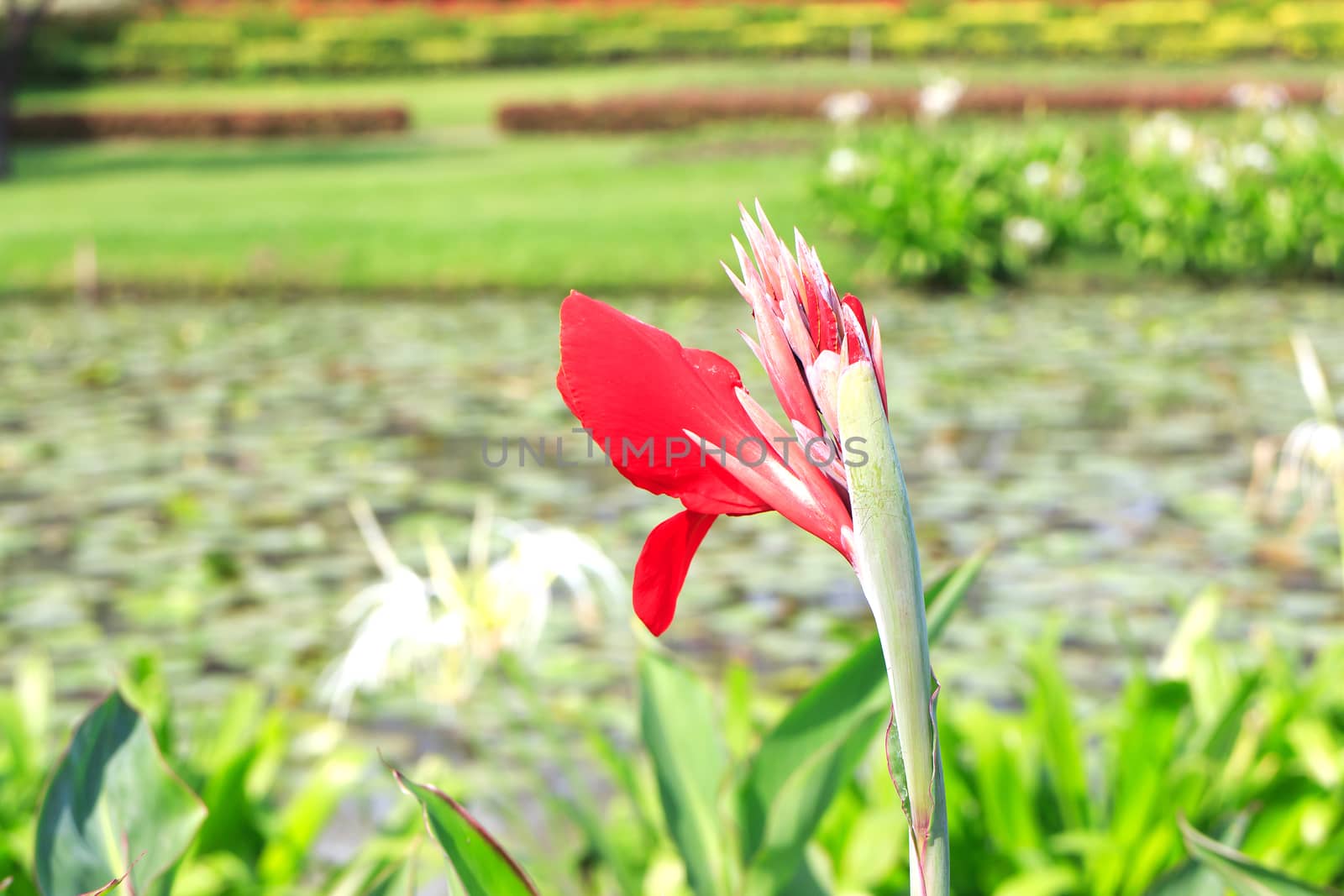 A beautiful red canna lily at outdoor tropical park.