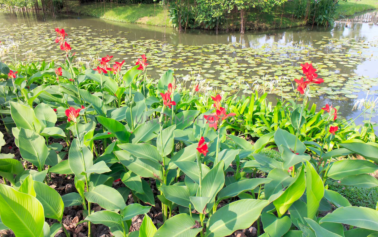 A beautiful red canna lily at outdoor tropical park.