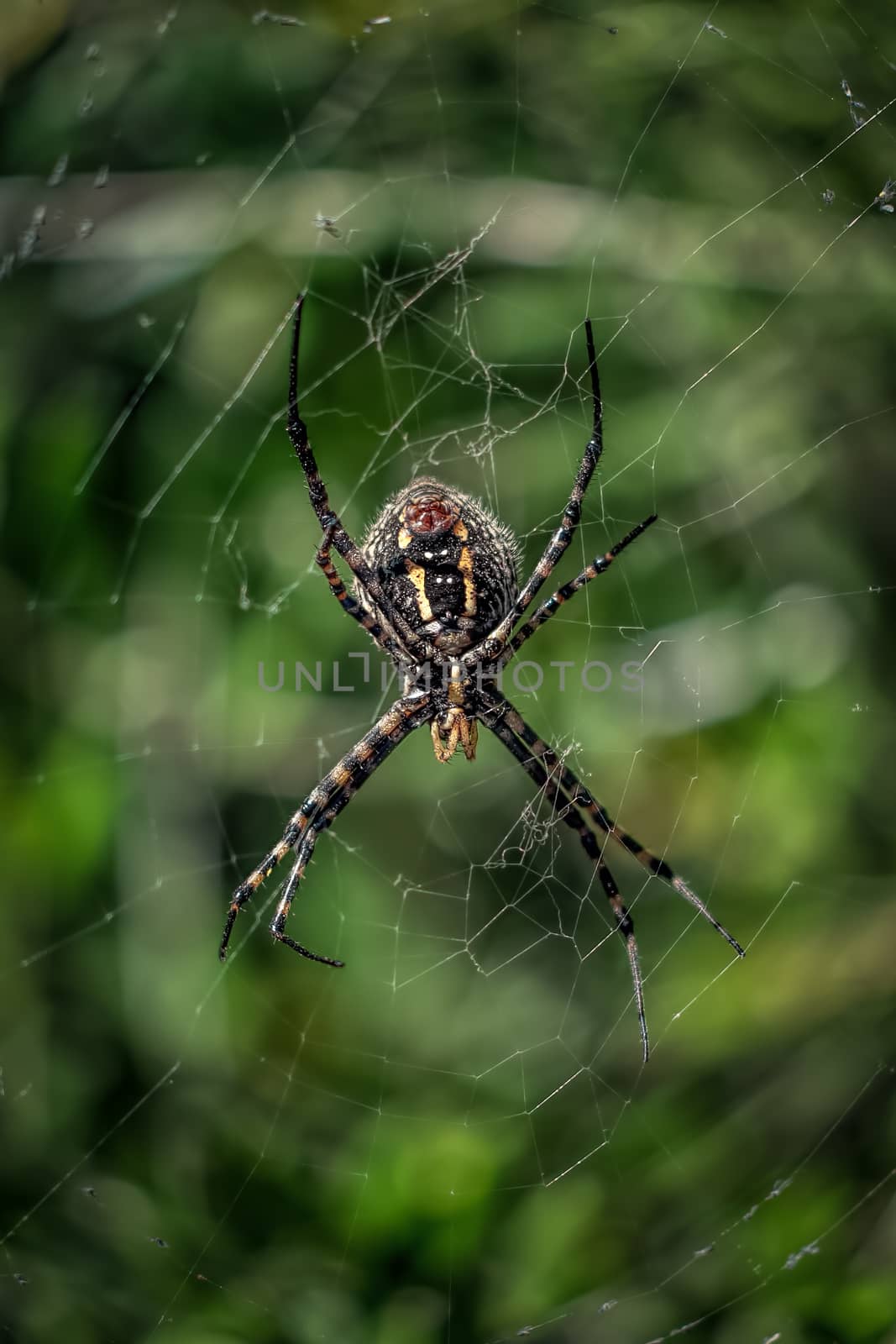 Black and Yellow Araneus Spider in her web.Araneus is a genus of common orb-weaving spiders. It includes about 650 species, among which are the European garden spider and the barn spider.