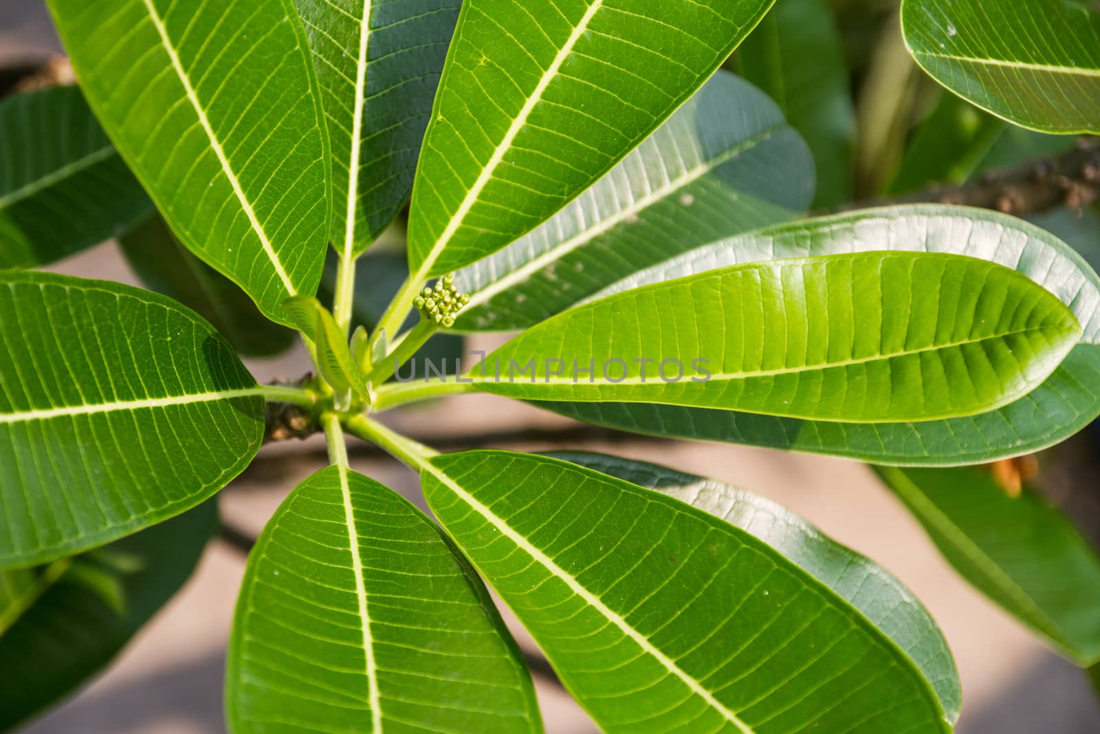 Plumeria leaves with budding plumeria