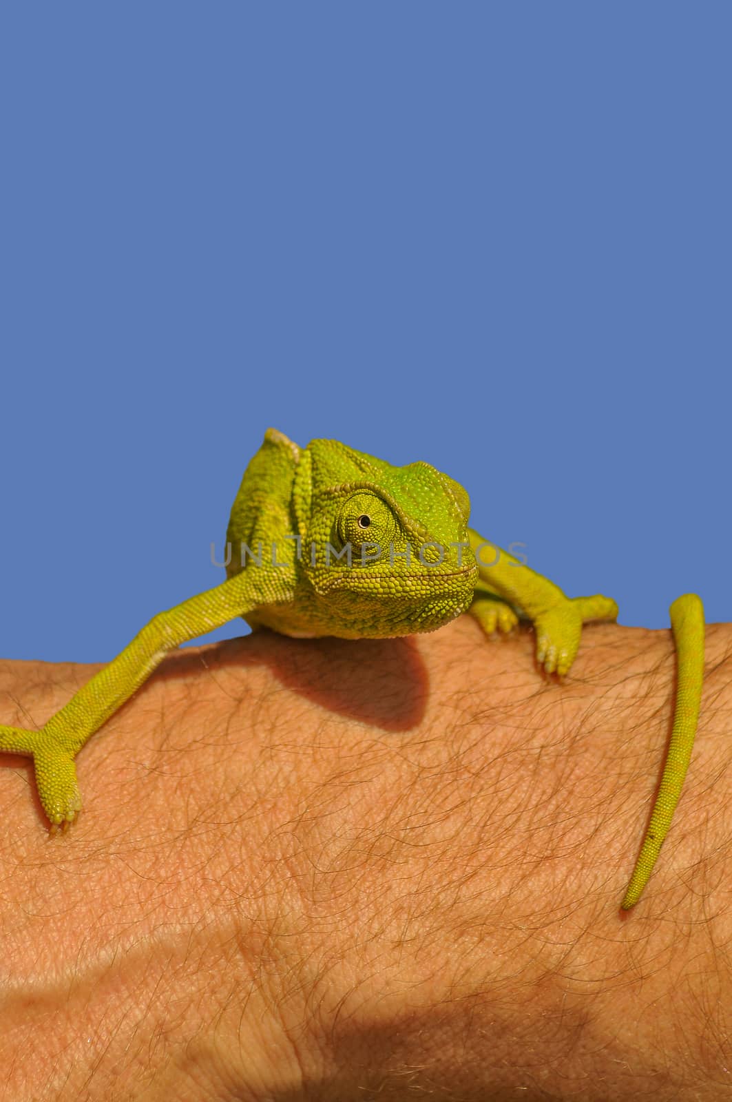 Chameleon on the arm by danielbarquero