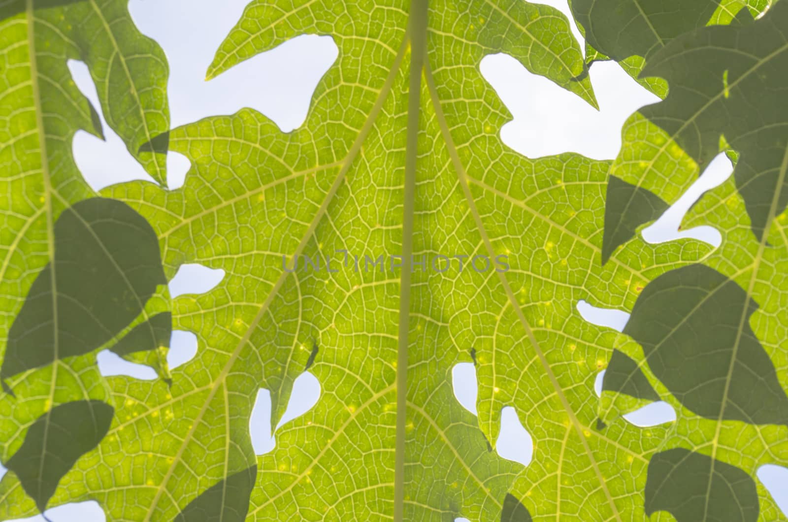 Papaya Leaf by kobfujar