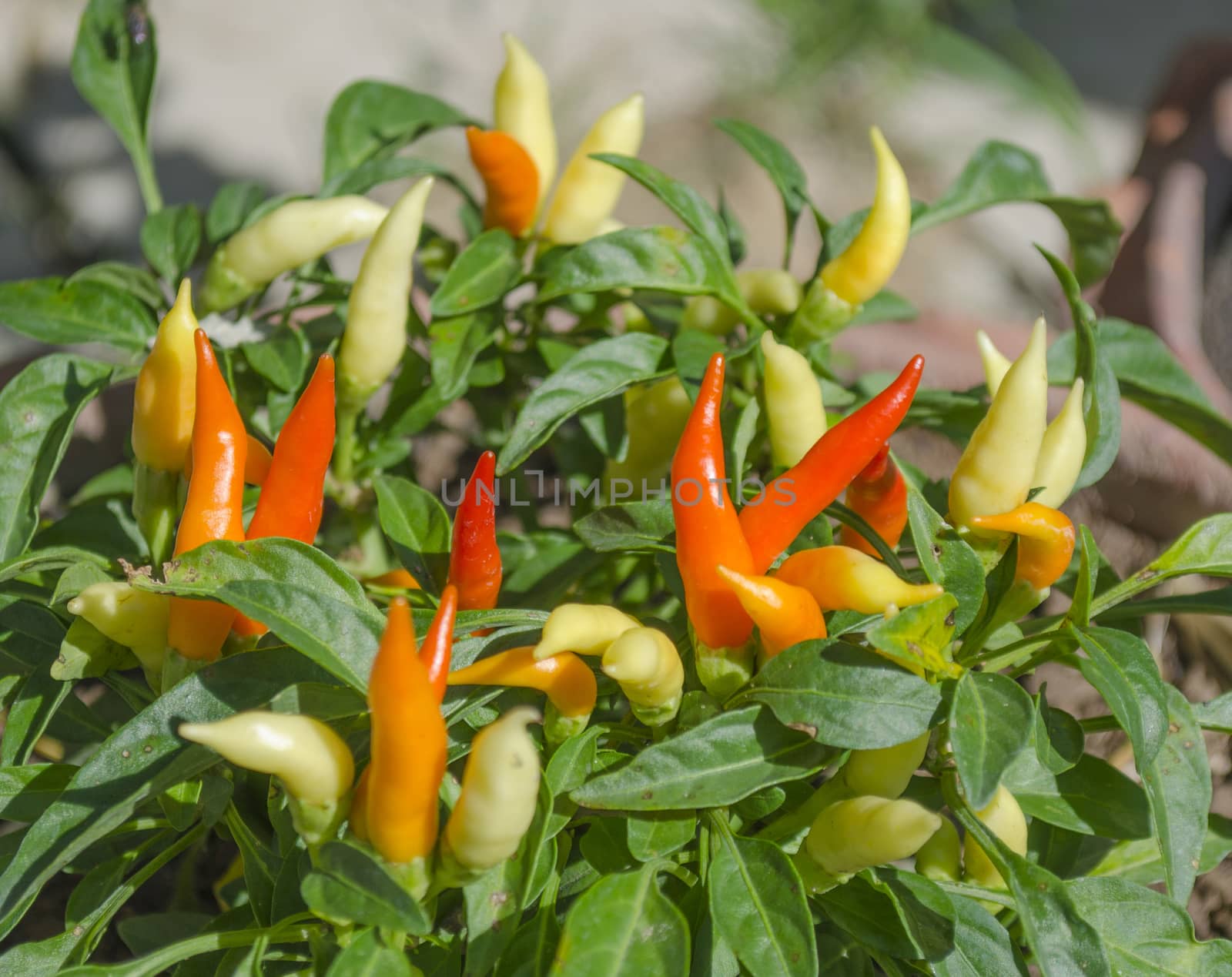 Red and Green Chilli in Backyard by kobfujar
