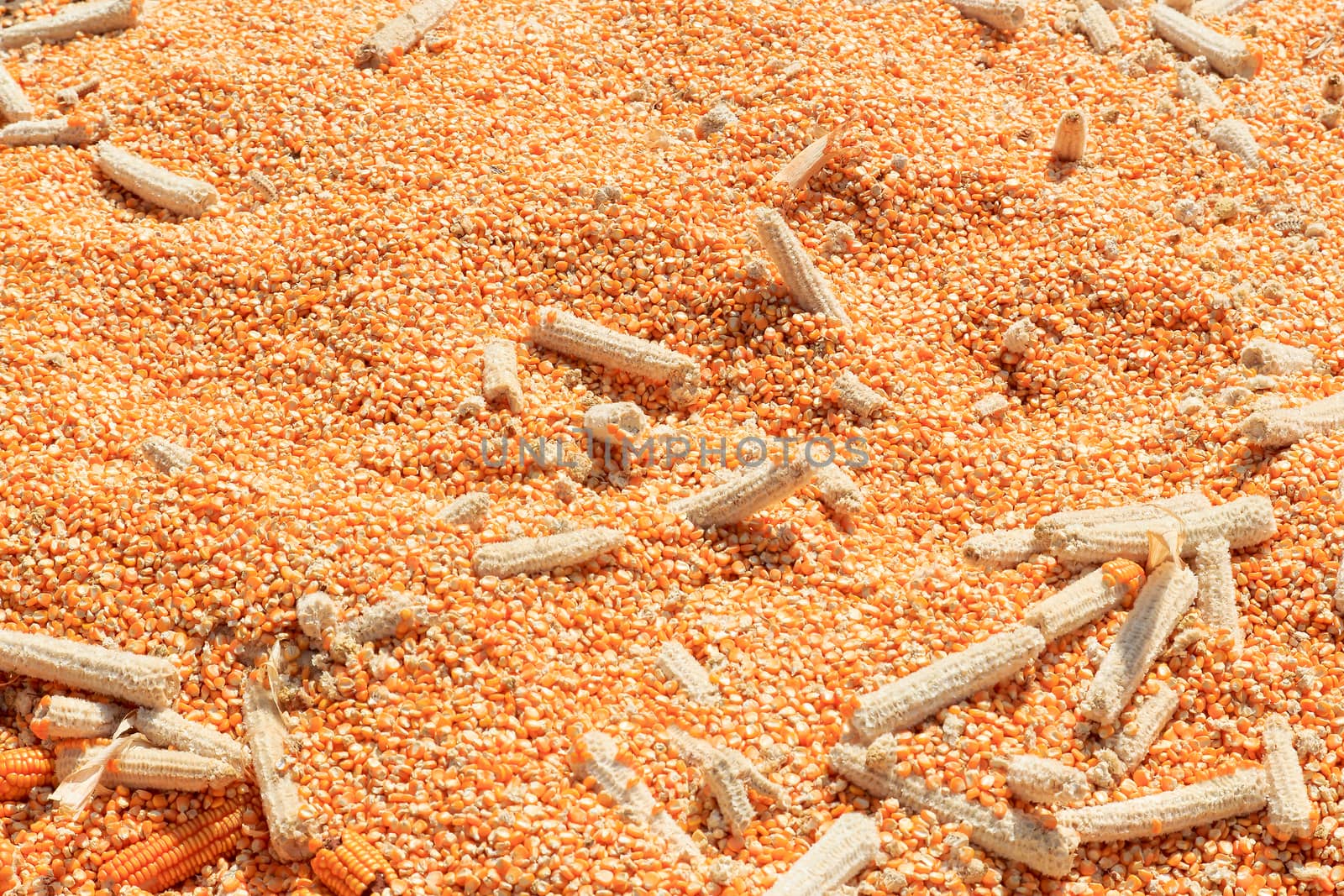 Dried corn for animal feed on the floor.