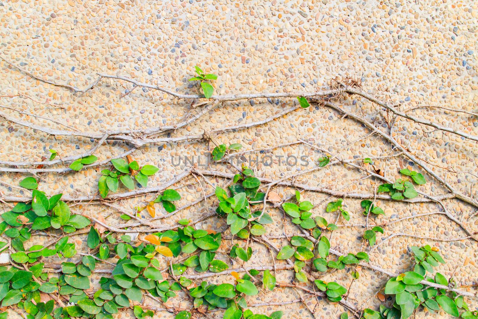 The green creeper plant on a stone wall creates a beautiful background.