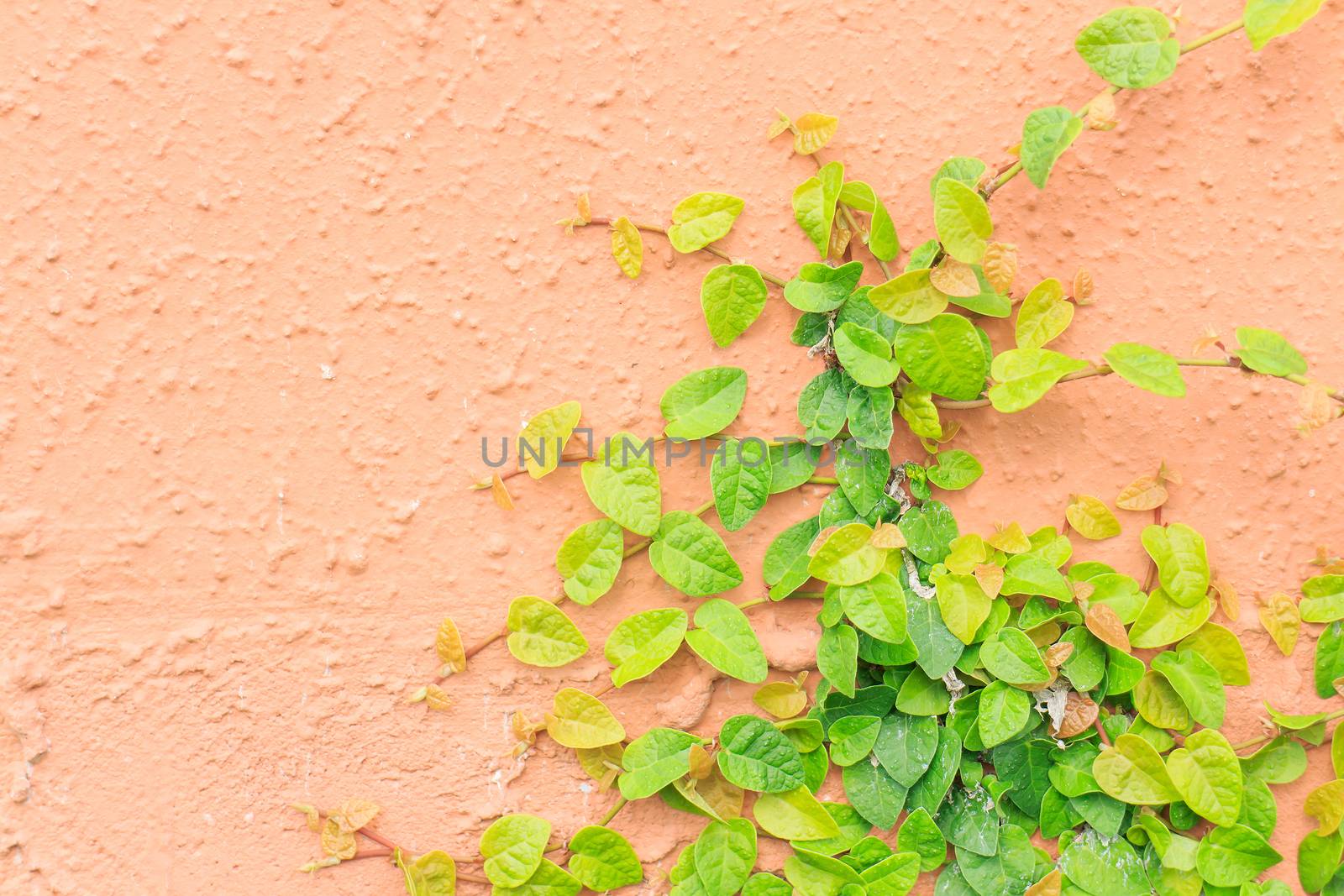 The green creeper plant on a stone wall creates a beautiful background.