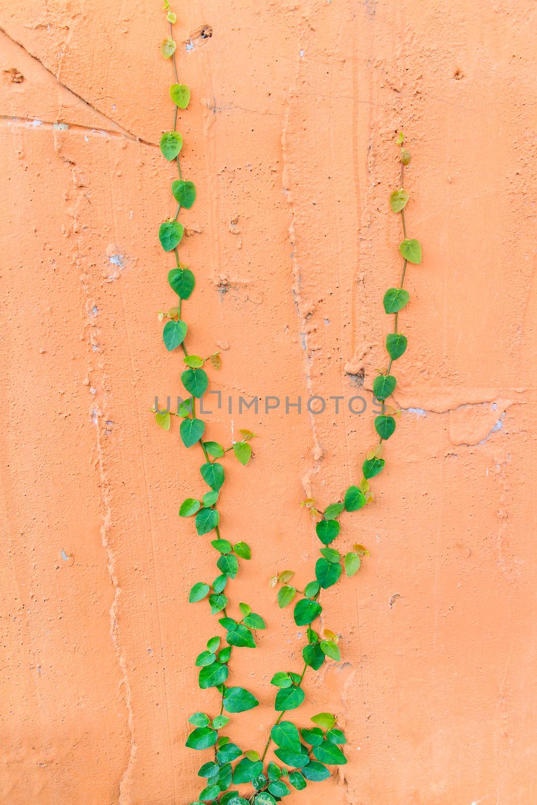 The green creeper plant on a wall creates a beautiful background.