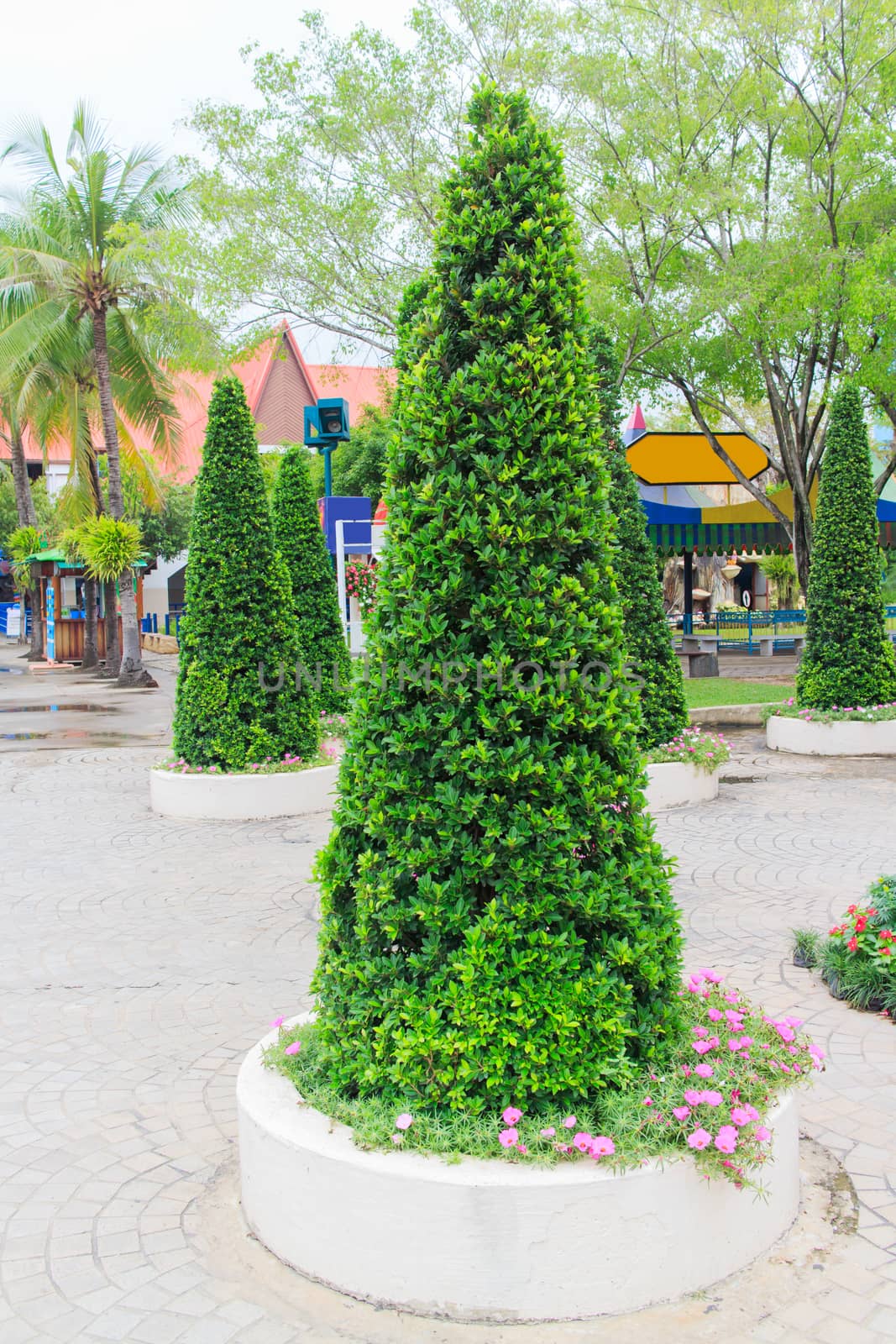Decorate tree plantations is a green cone.