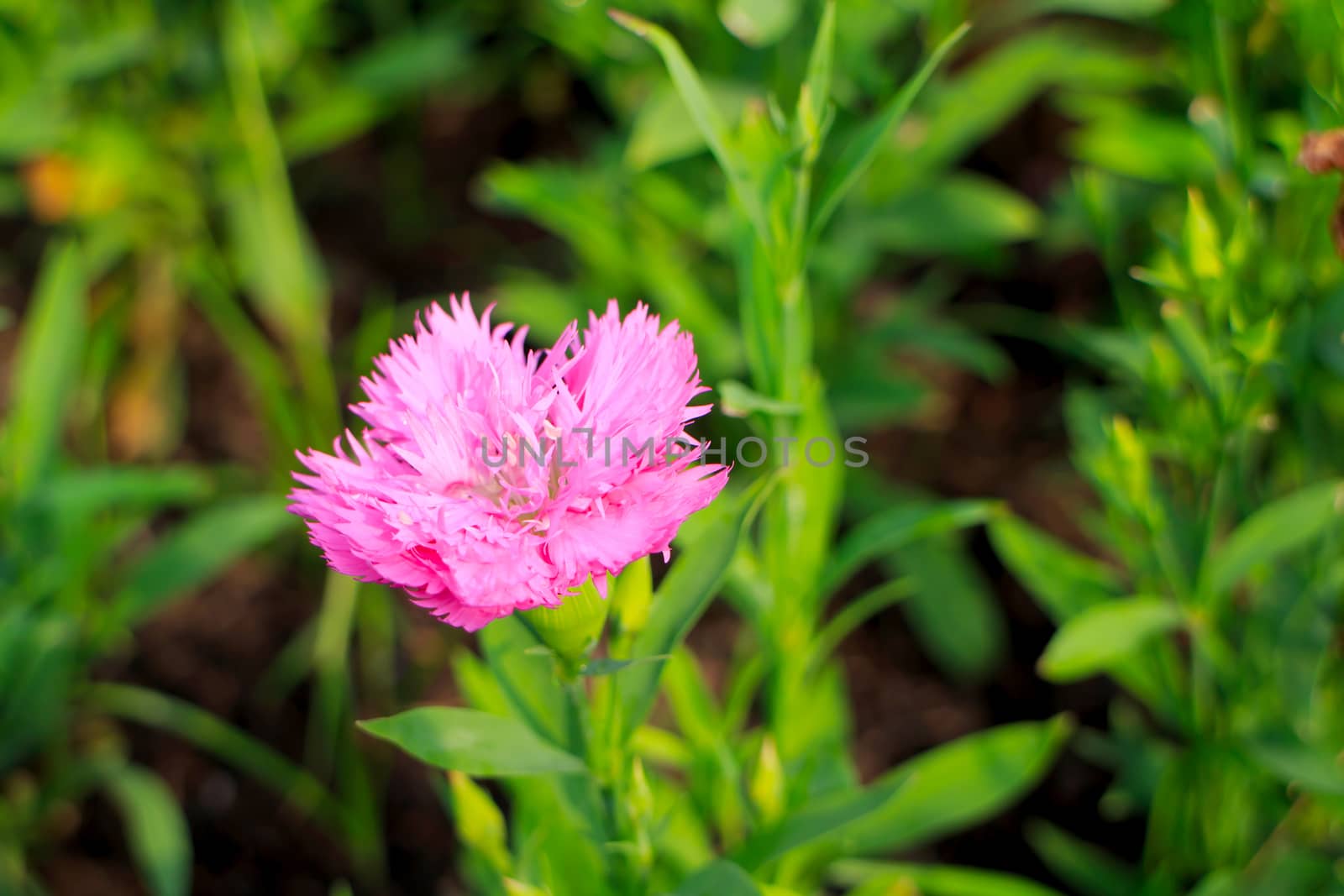 Dianthus chinensis or China pink flowers in garden.
