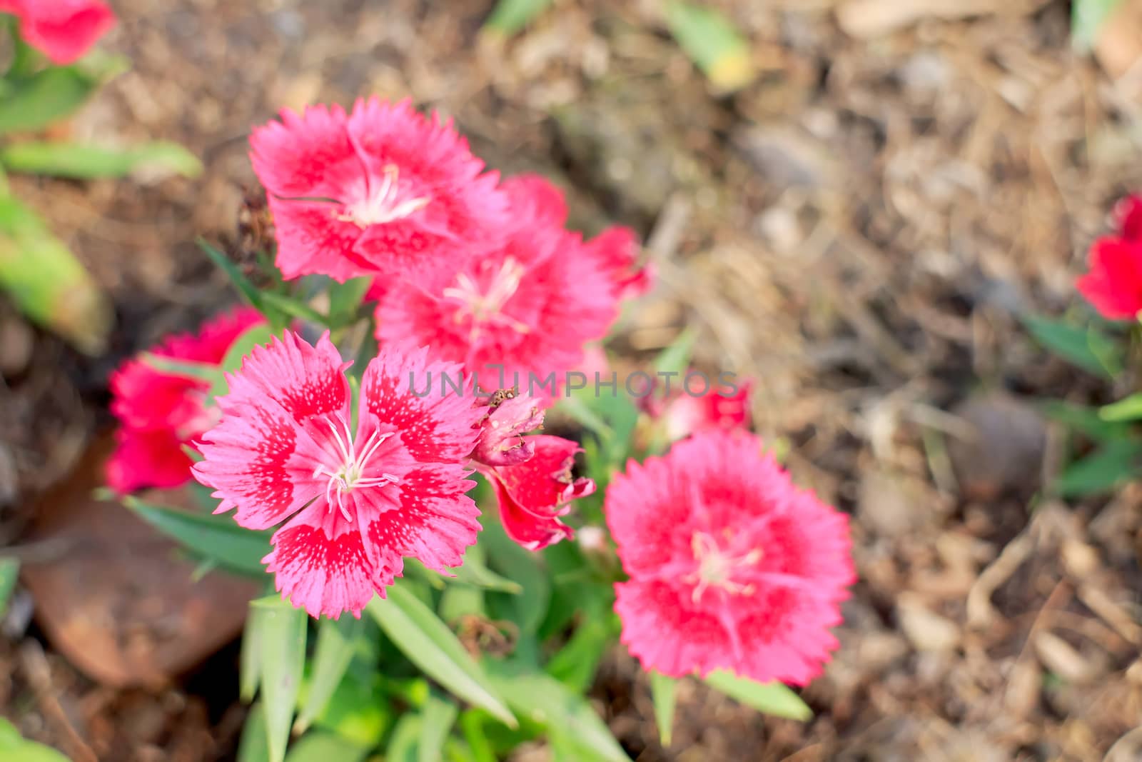 Dianthus chinensis or China pink flowers in garden.
