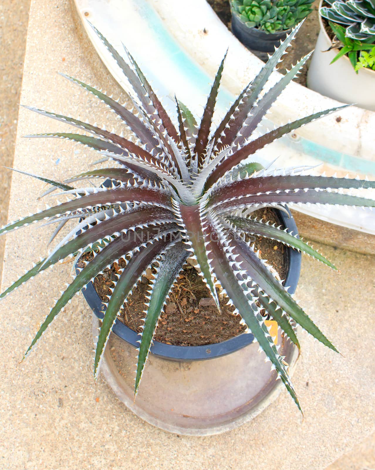 This Dyckia is named for Julien Marnier-Lapostolle who discovered it in Brazil growing in crevices in rocky areas. It was first described in 1966.