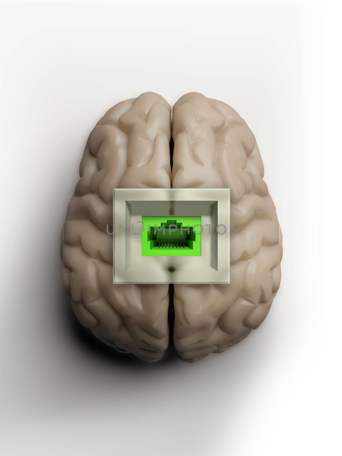 human brain isolated with socket for connecting