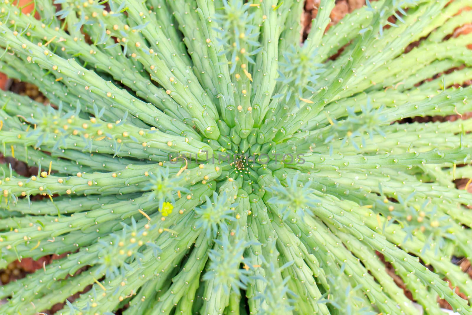Euphorbia woodii the thick stem can grow up to twelve centimetres in diameter, the whole plant up to fifteen centimetres height. The flowers are light yellow.