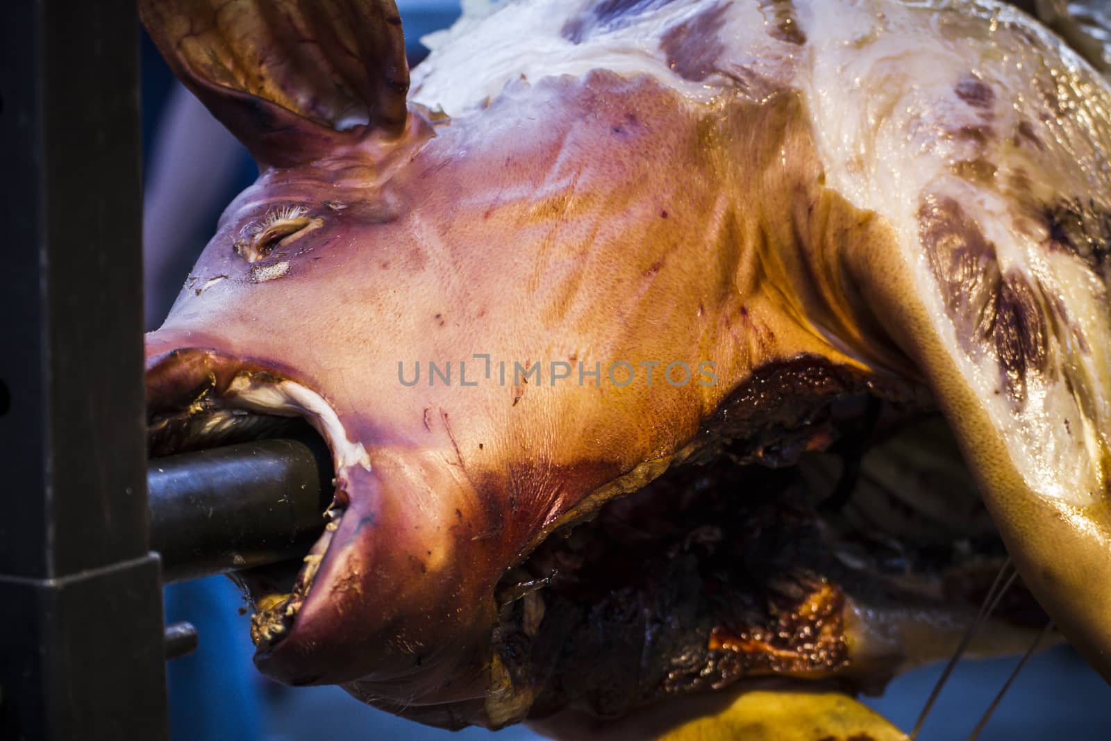 huge grilled pork fact, medieval fair in Spain by FernandoCortes