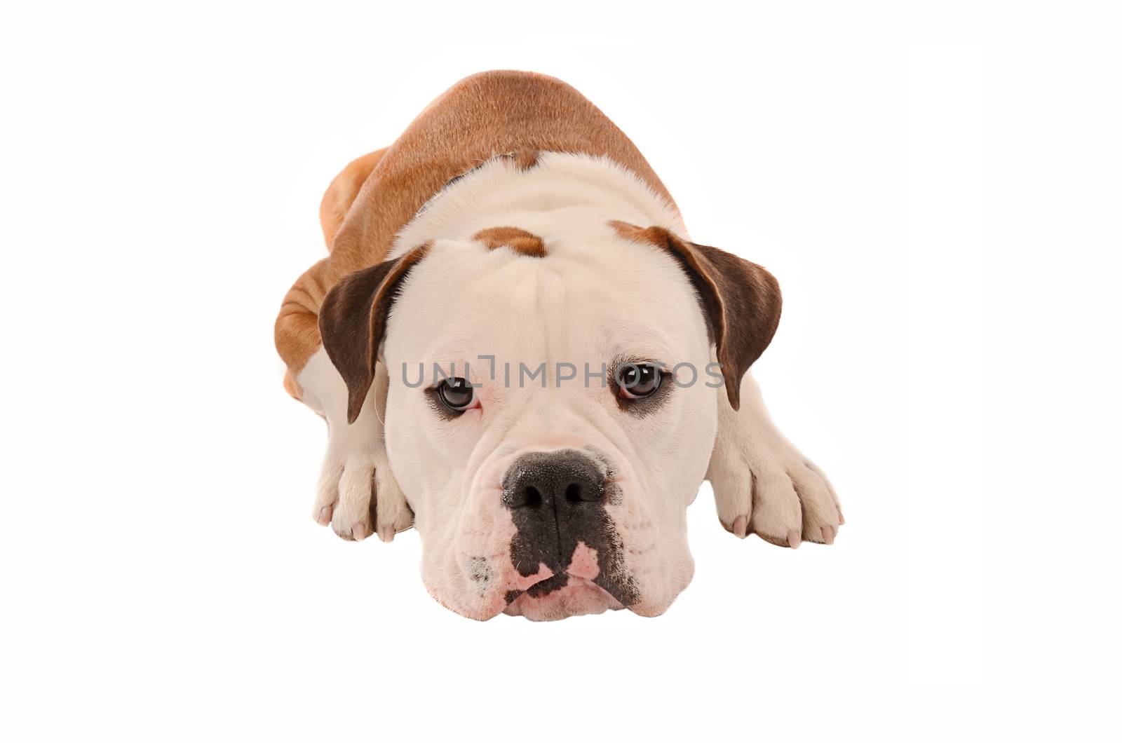 an olde english bulldogge laying down on a white background
