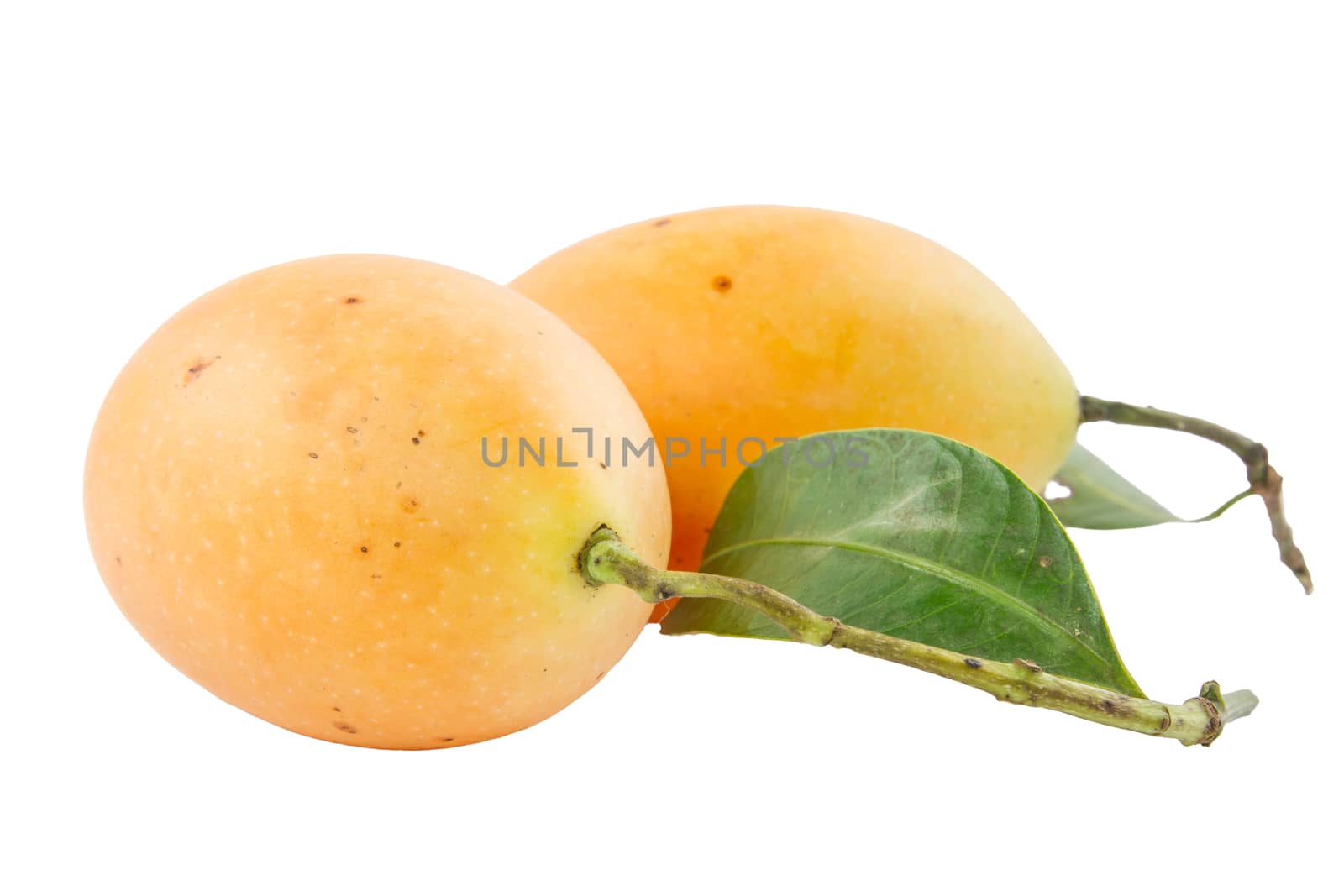 Plum mango, or Marian plum fruit isolated on white background