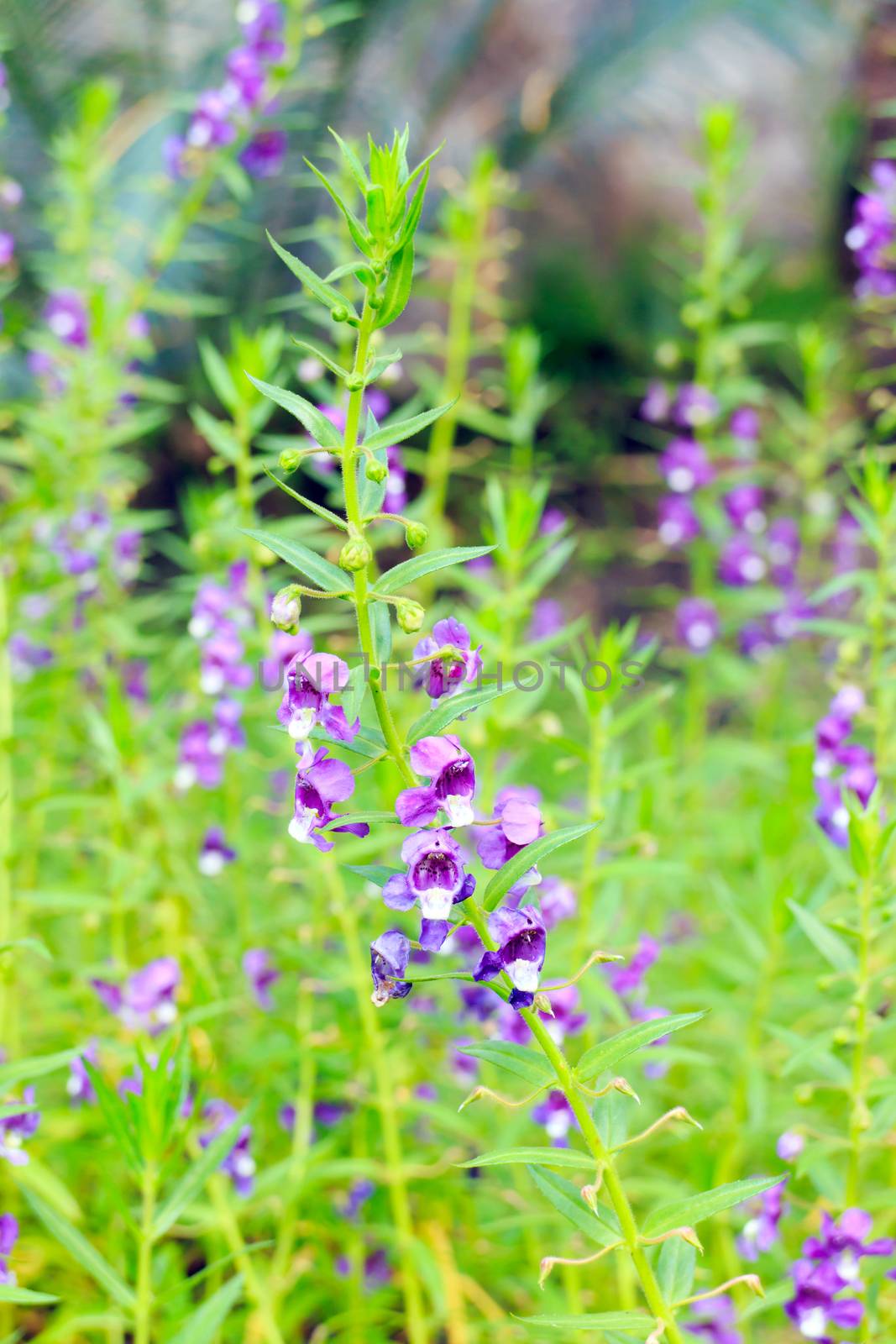 The forget me not flower style thai.