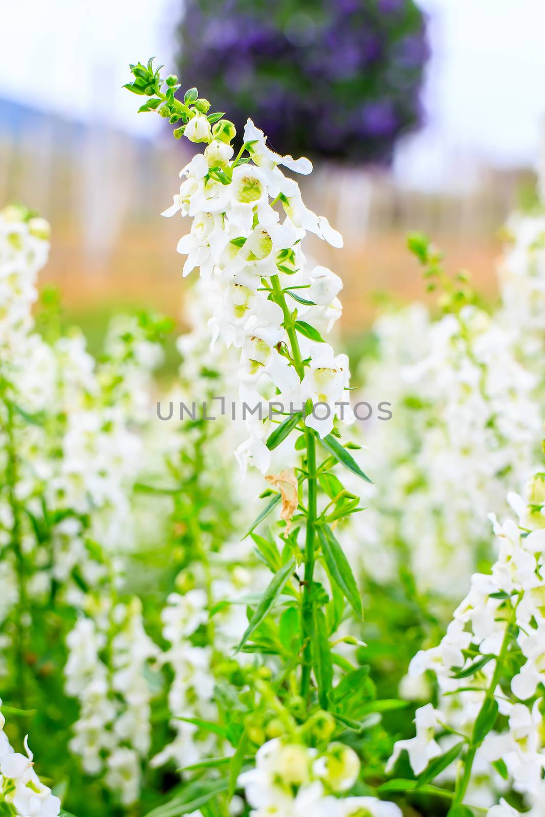 The forget me not flower style thai on leaves background.