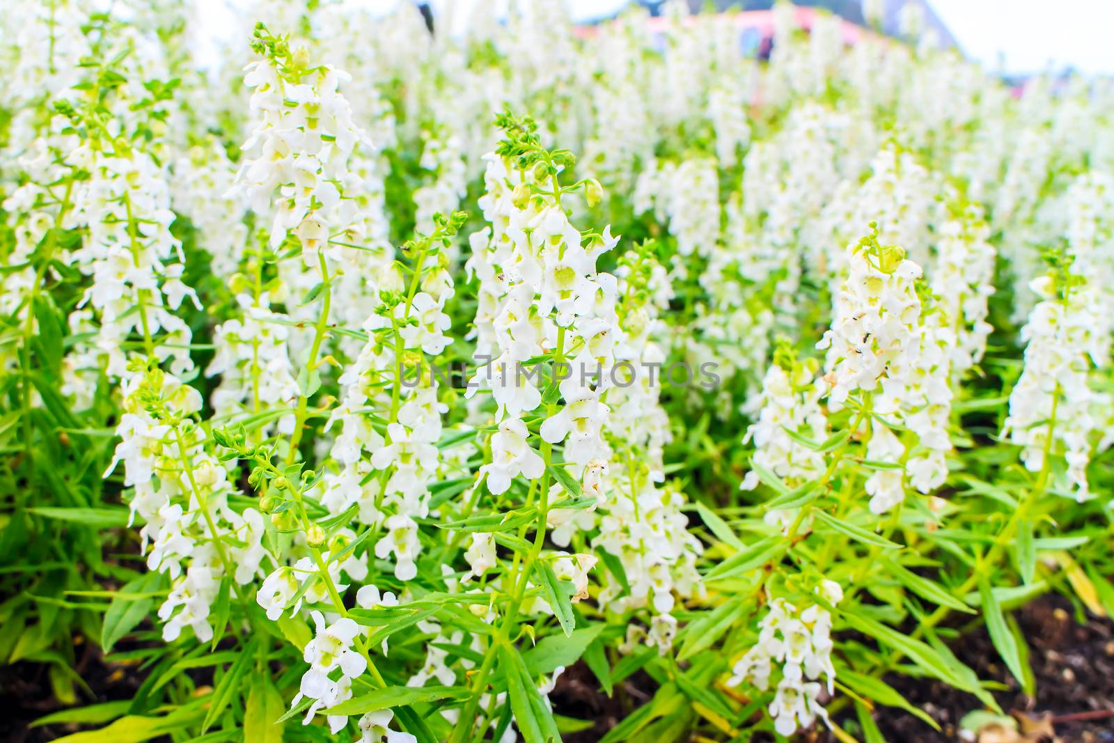 The forget me not flower style thai on leaves background.