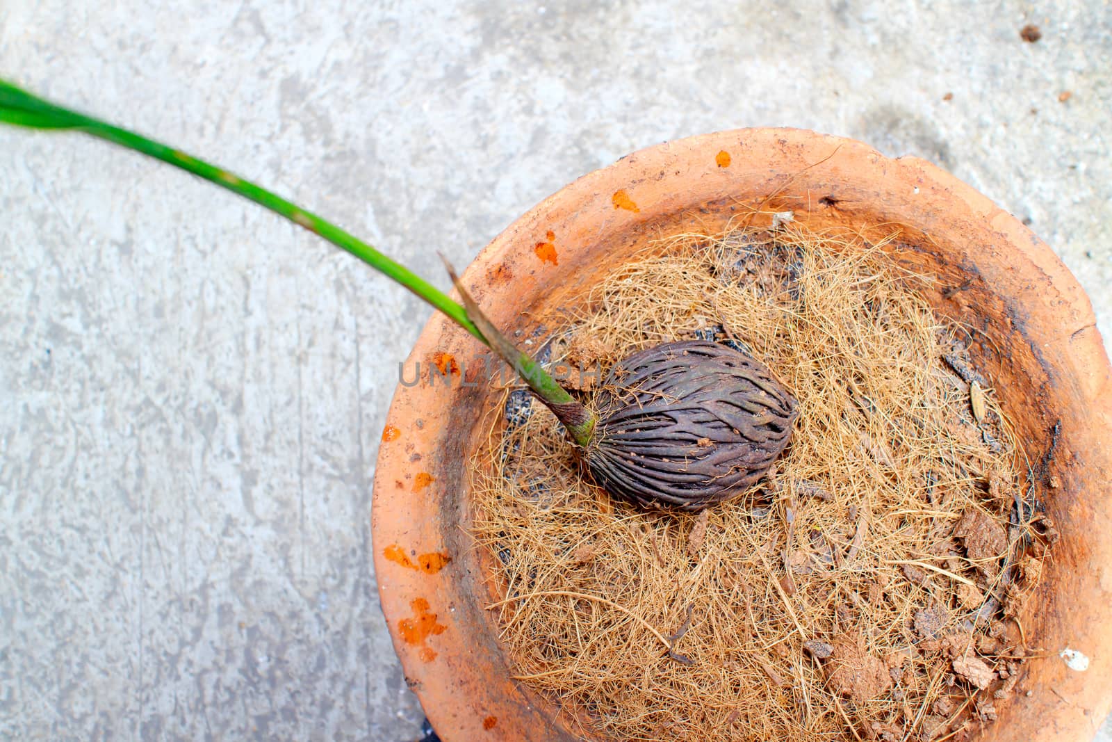 Foxtail palm growing in a small pot.