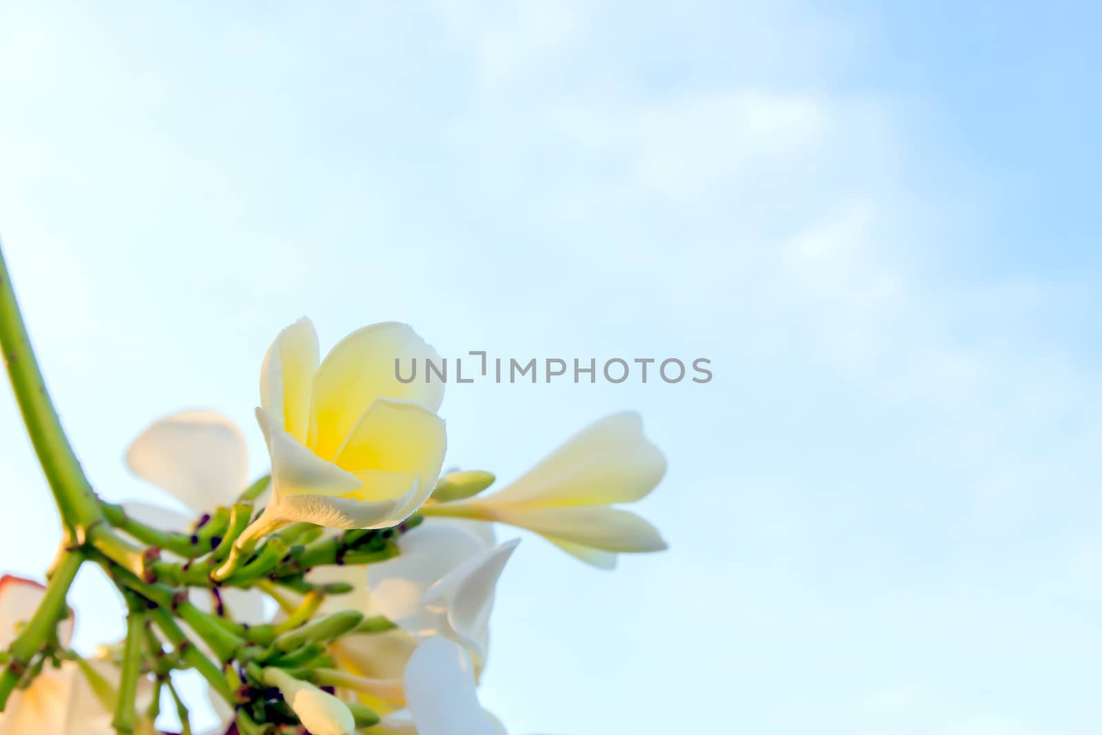 White frangipani flowers with sky in the background.