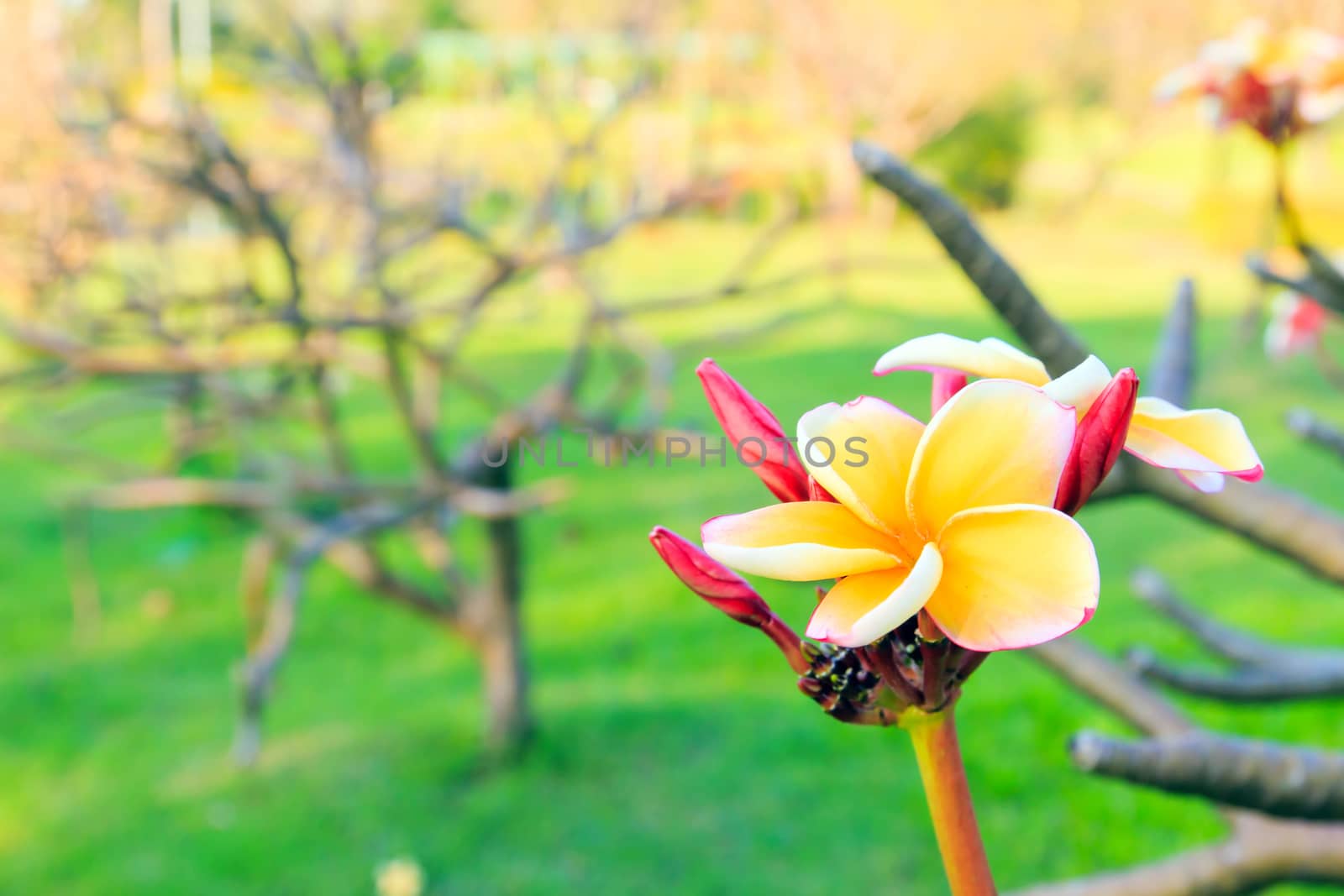 Yellow frangipani flowers with park in the background.