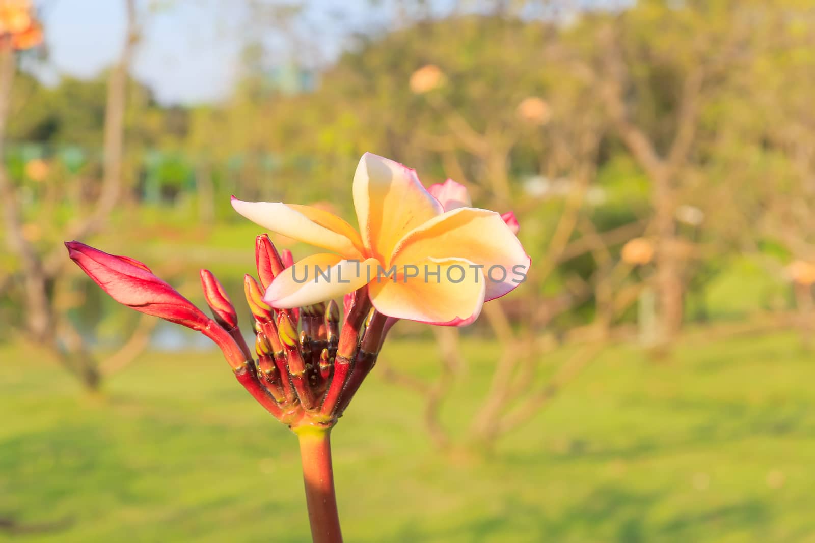Yellow frangipani flowers with park in the background.