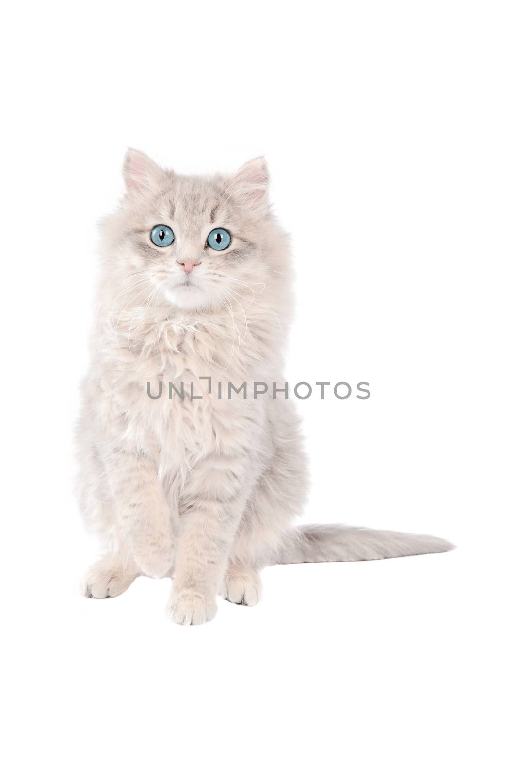 Cute long haired white kitten with blue eyes sitting on a white background