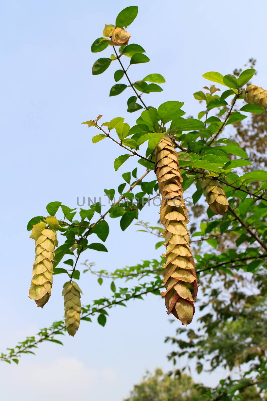 Gmelina philippensis Cham by thanarat27