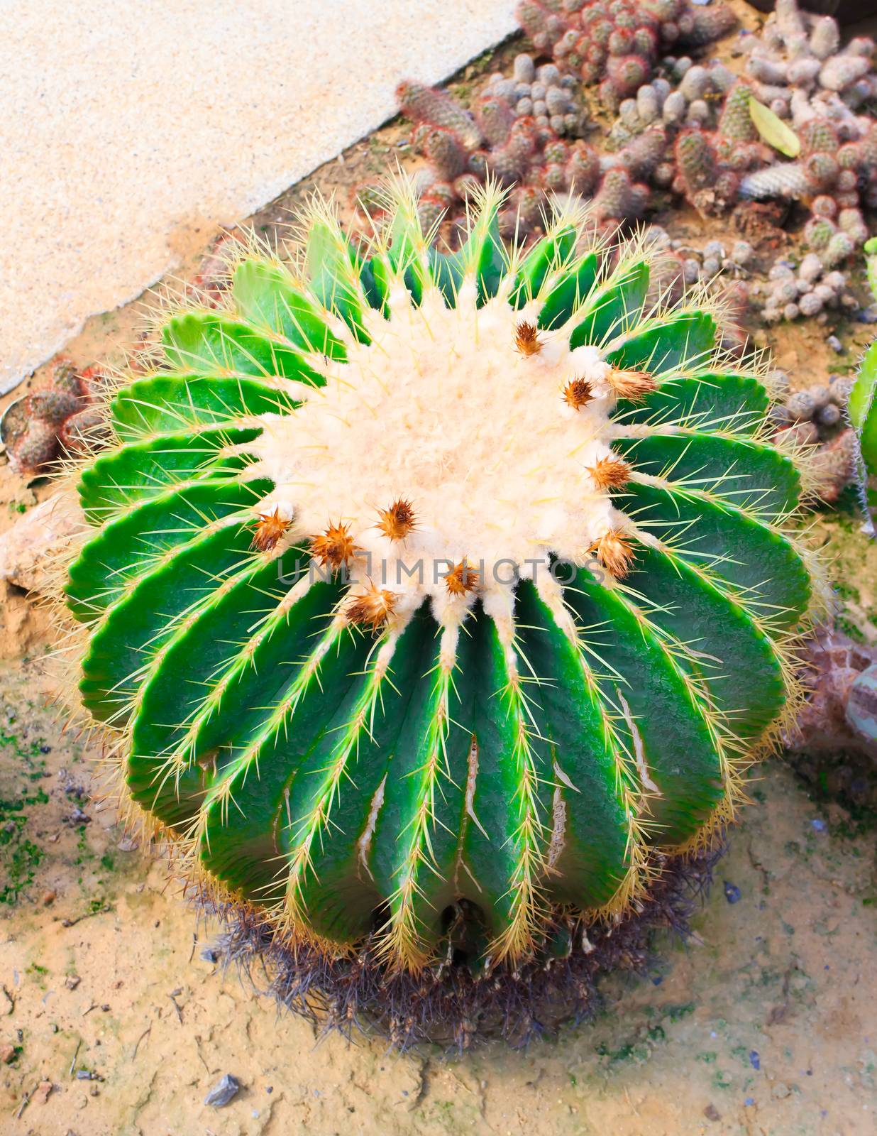 The detail of Golden Barrel cactus with thorns in gold.