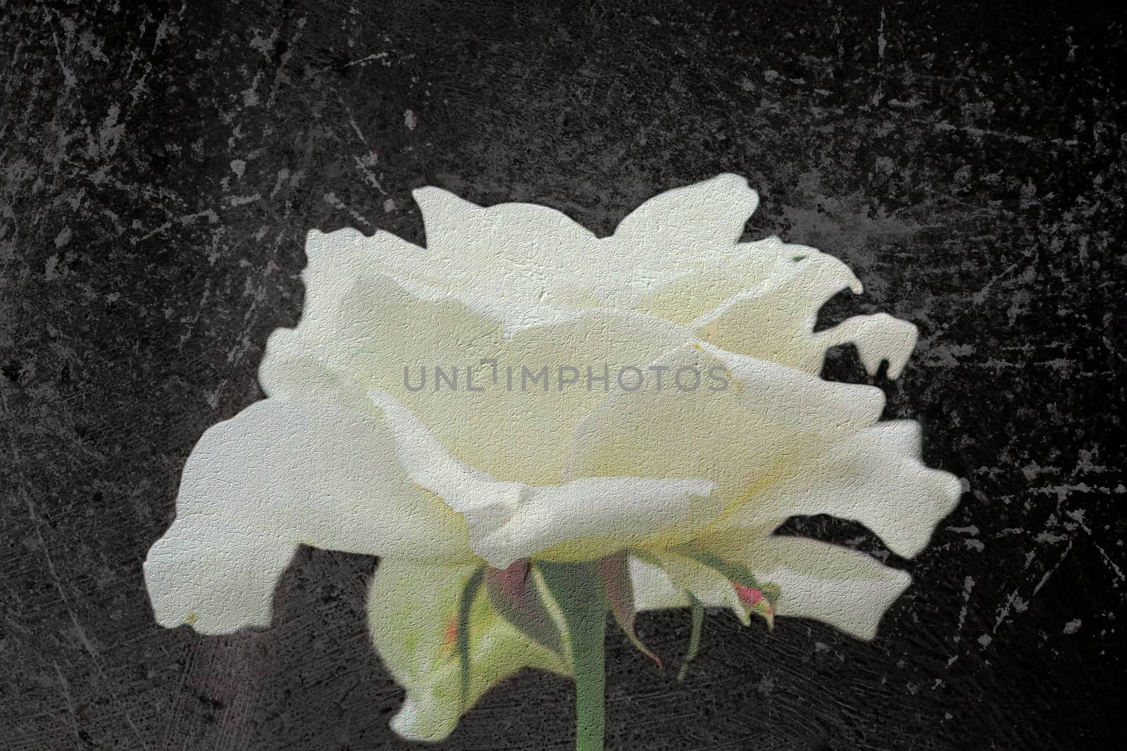 abstract view of white rose by taviphoto