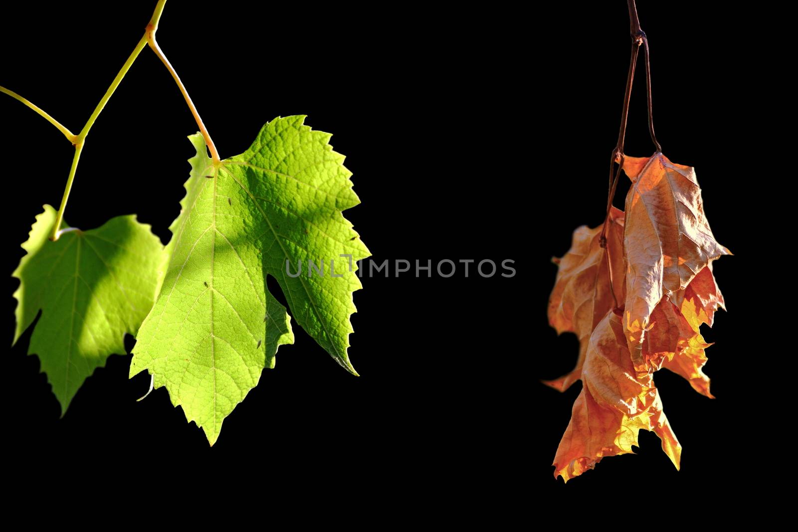 contrast between alive and dead vineyard leaves over dark background