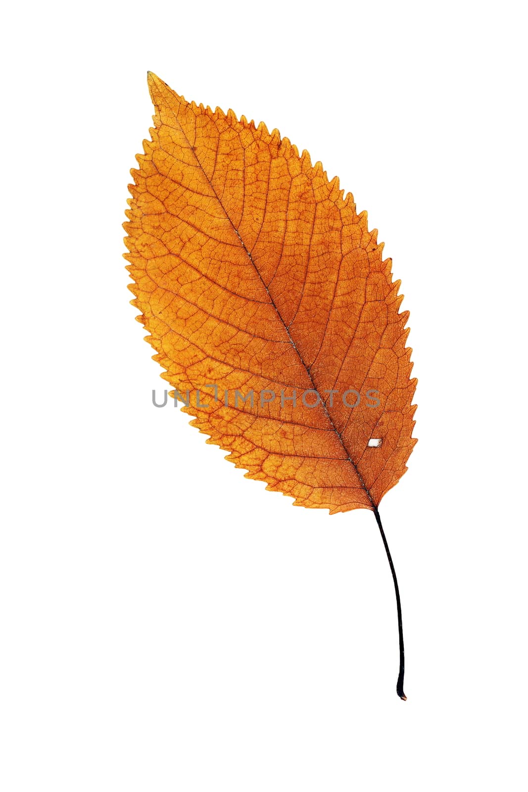 beautiful orange leaf by taviphoto