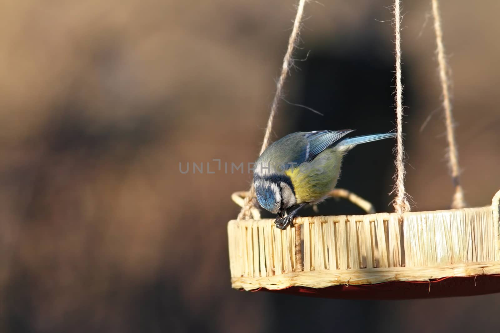 blue tit ( parus caeruleus ) eating small seed from the feeder