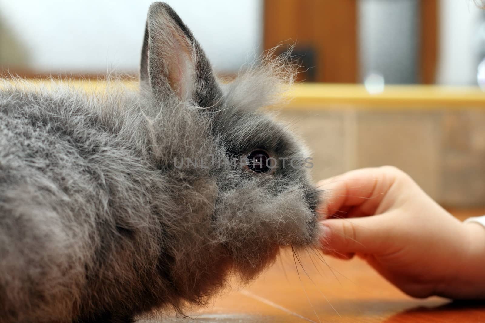 child hand feeding little baby fluffy rabbit