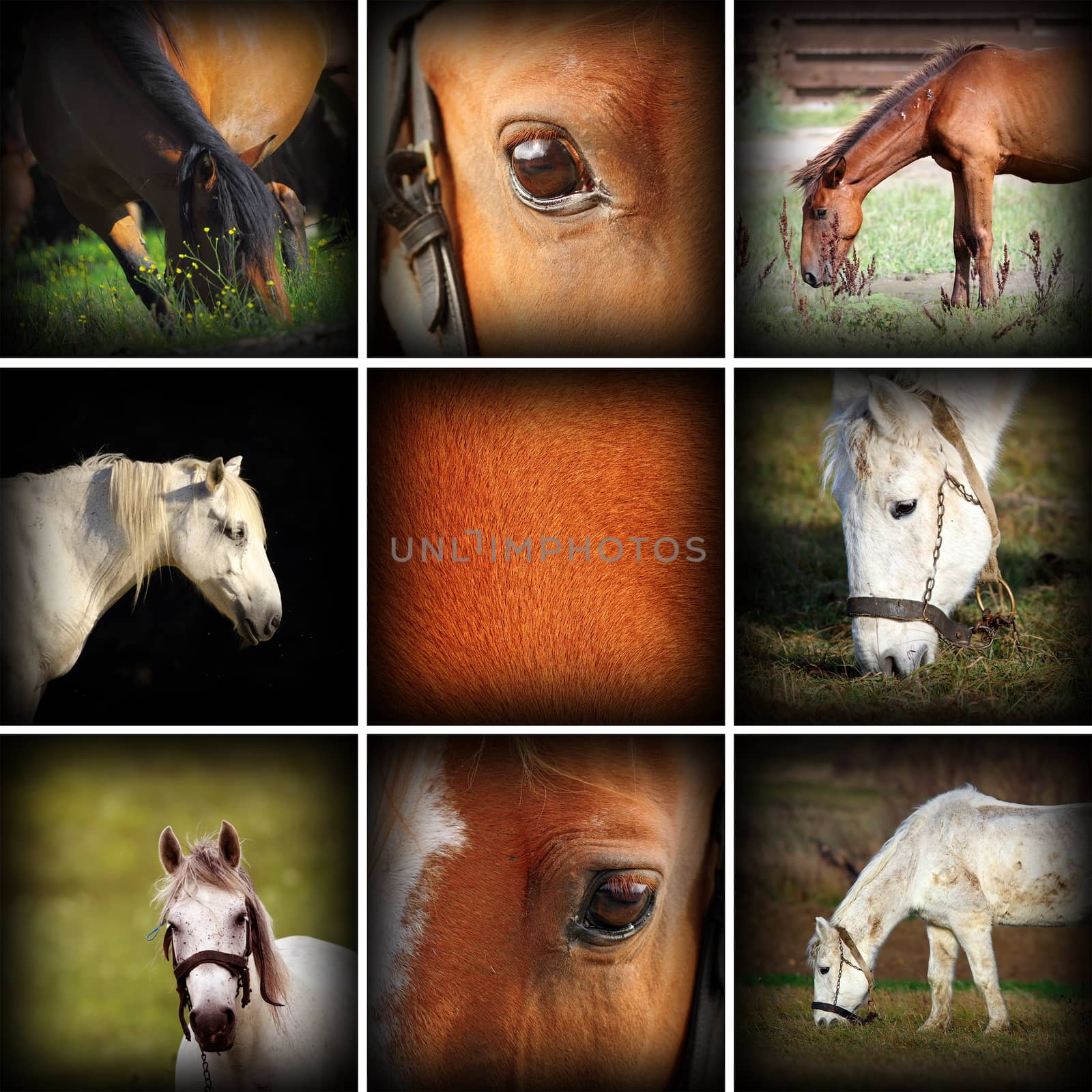 collection of horses pictures by taviphoto