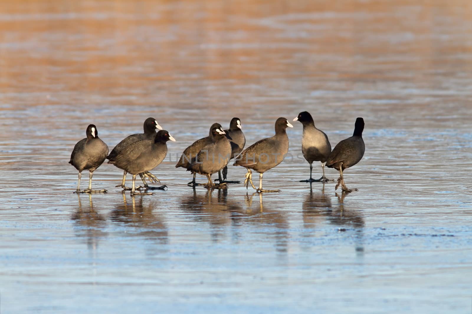 coots standing together on icy lake by taviphoto