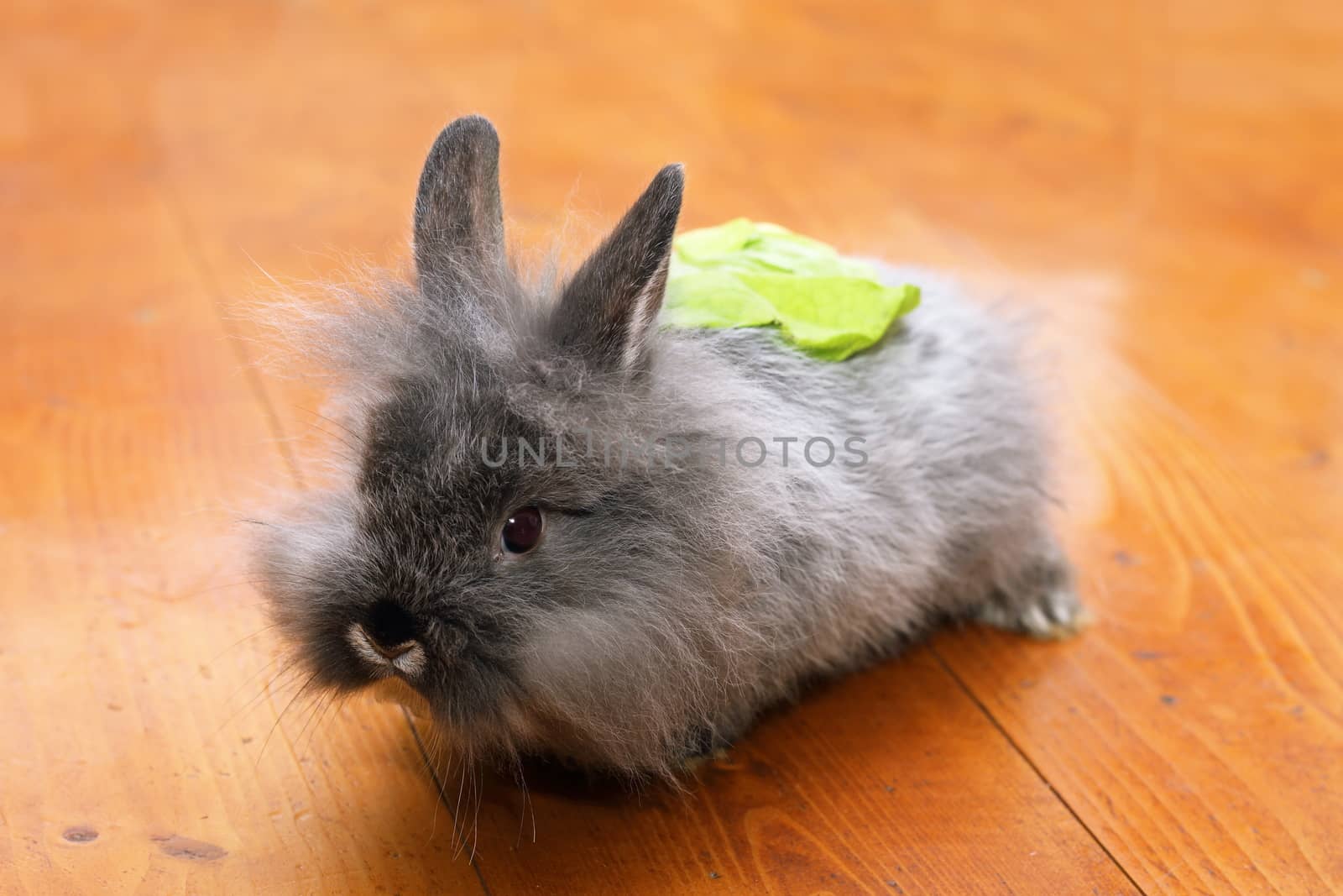 funny baby rabbit with salad on the back standing on wooden floor