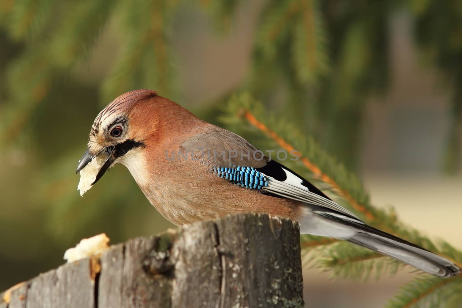 garrulus glandarius eating on stump feeder by taviphoto