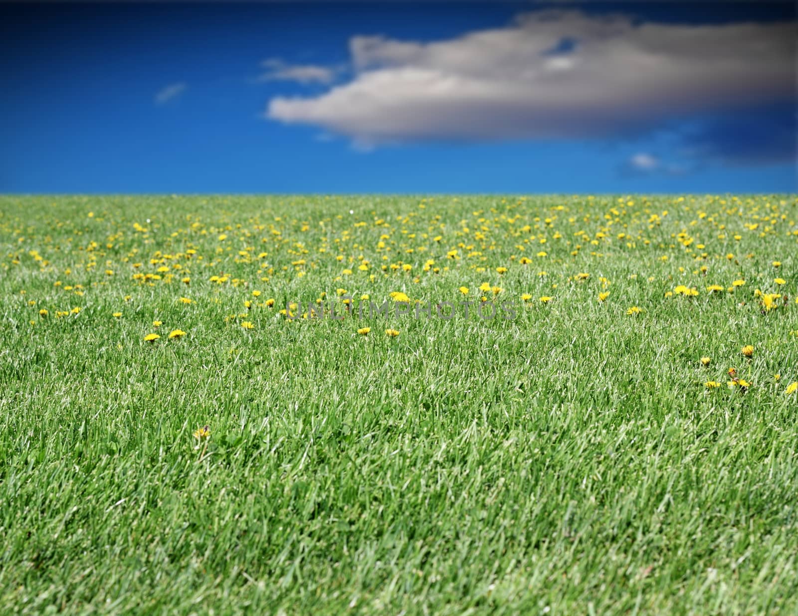 green meadow and blue sky by taviphoto