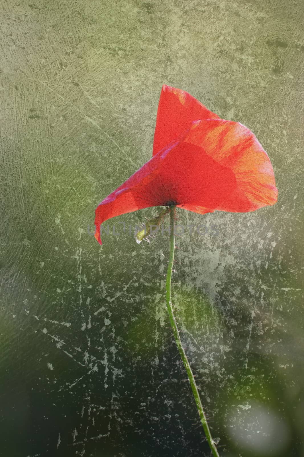interesting distressed red poppy growing in wild green field, resembling canvas texture