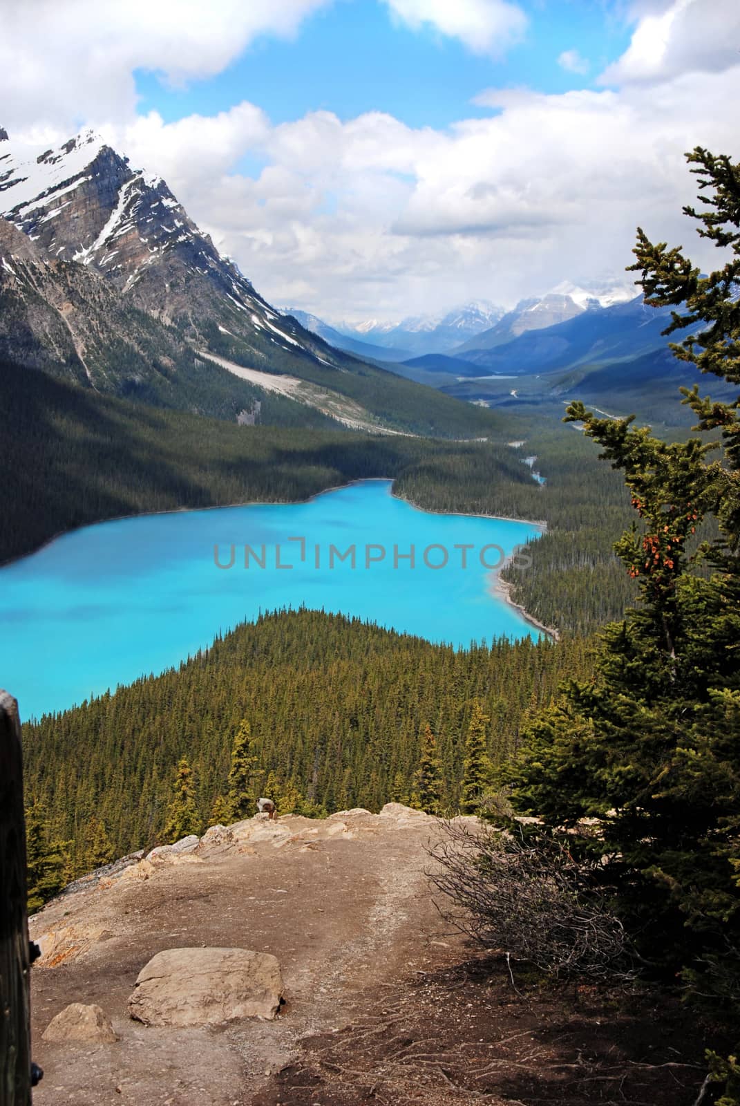 Landscape of beautiful Peyto Lake in Banff National Park, Canada