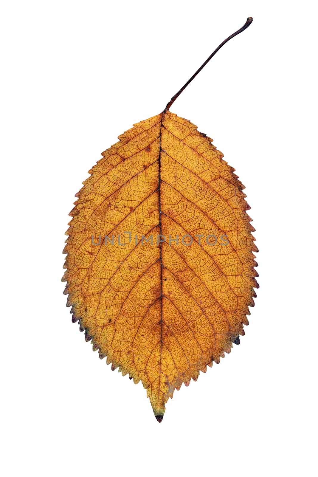 golden faded  cherry leaf detail isolated over white background