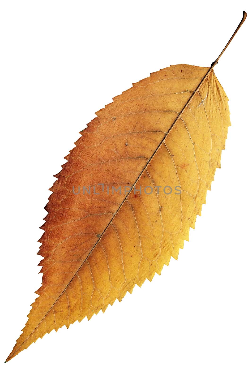 isolated orange autumn cherry leaf, closeup of natural colors