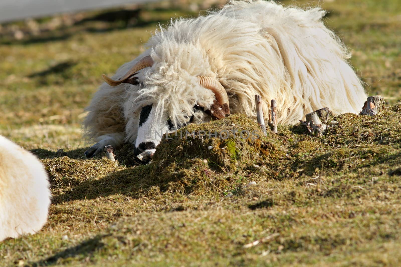 lazy white furry ram resting on green  lawn at the farm