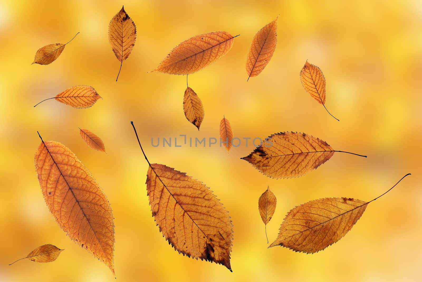 cherry leaves falling on ground over autumn background