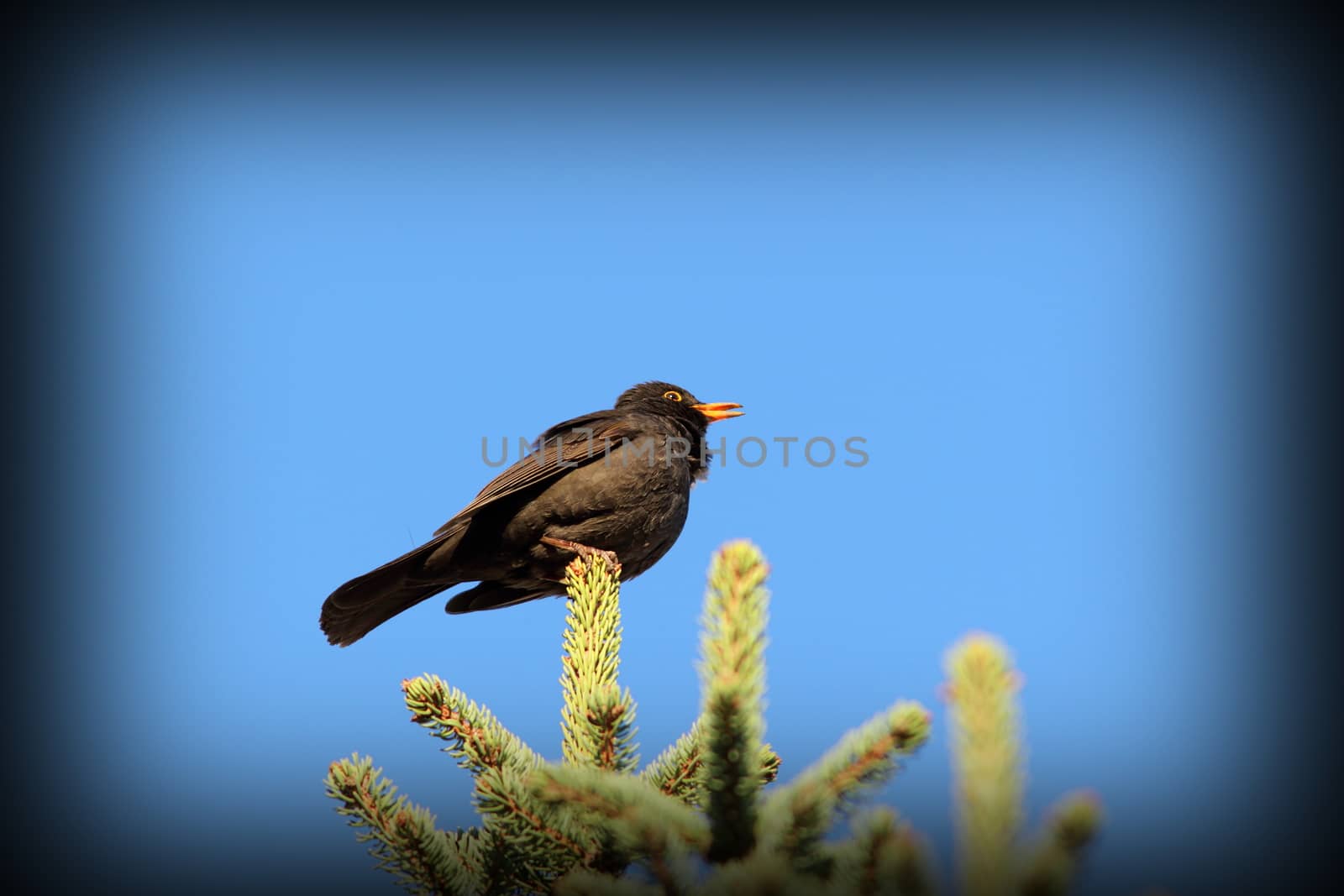male common  blackbird ( turdus merula ) singing for territory in spring on top of fir tree