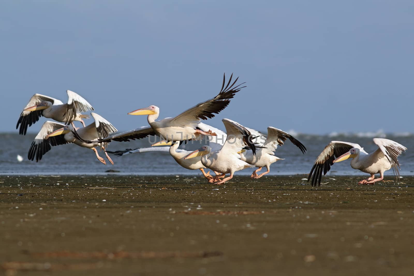 pelicans flock taking flight from the beach by taviphoto