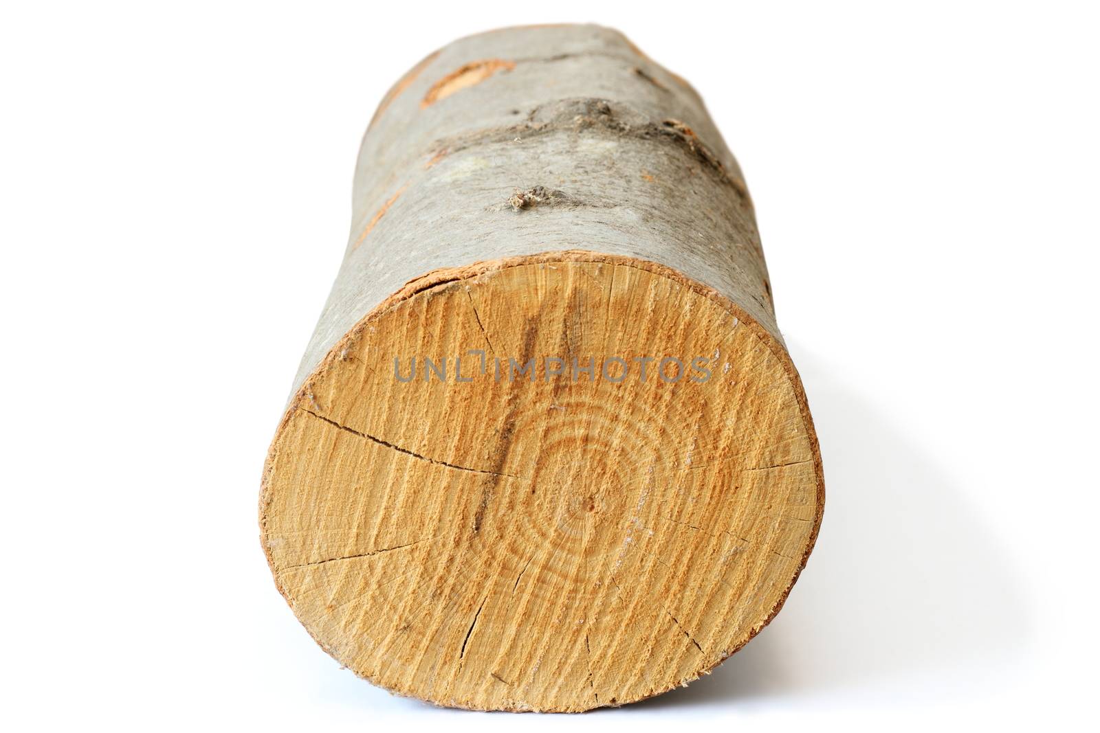 piece of firewood ( beech dried trunk )   on white background with shadow